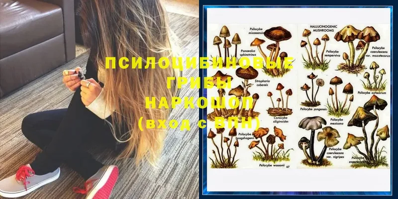 Псилоцибиновые грибы Psilocybe  Ленинск 